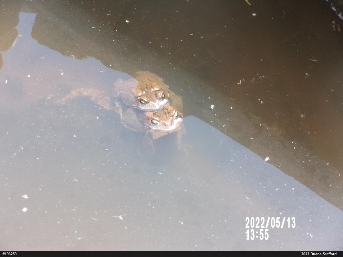 Eastern American Toad