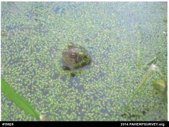 True Toads
