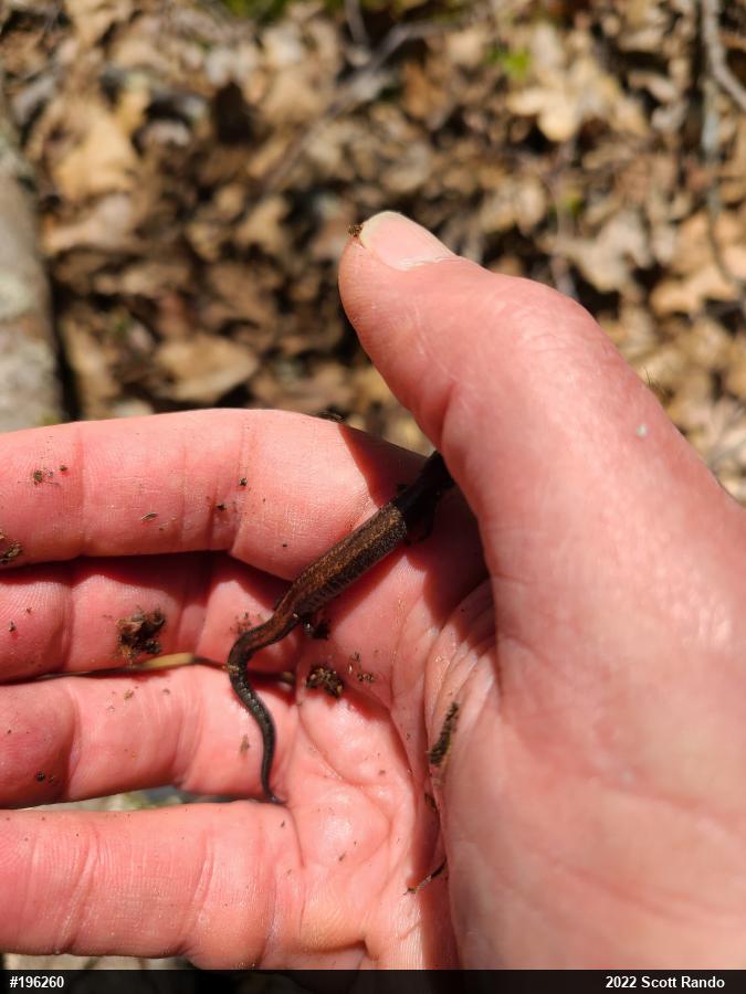Eastern Red-backed  Salamander