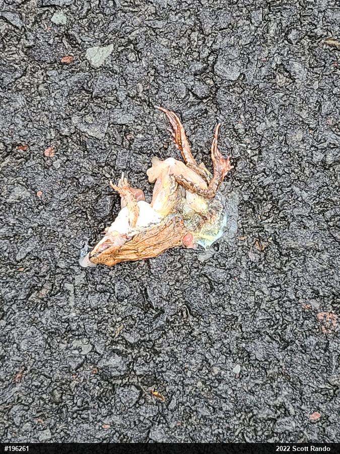 Wood Frog