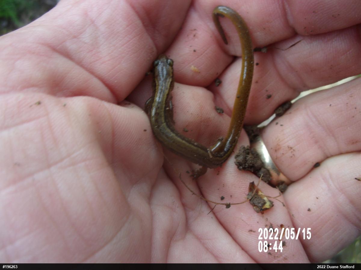 Northern Two-lined Salamander