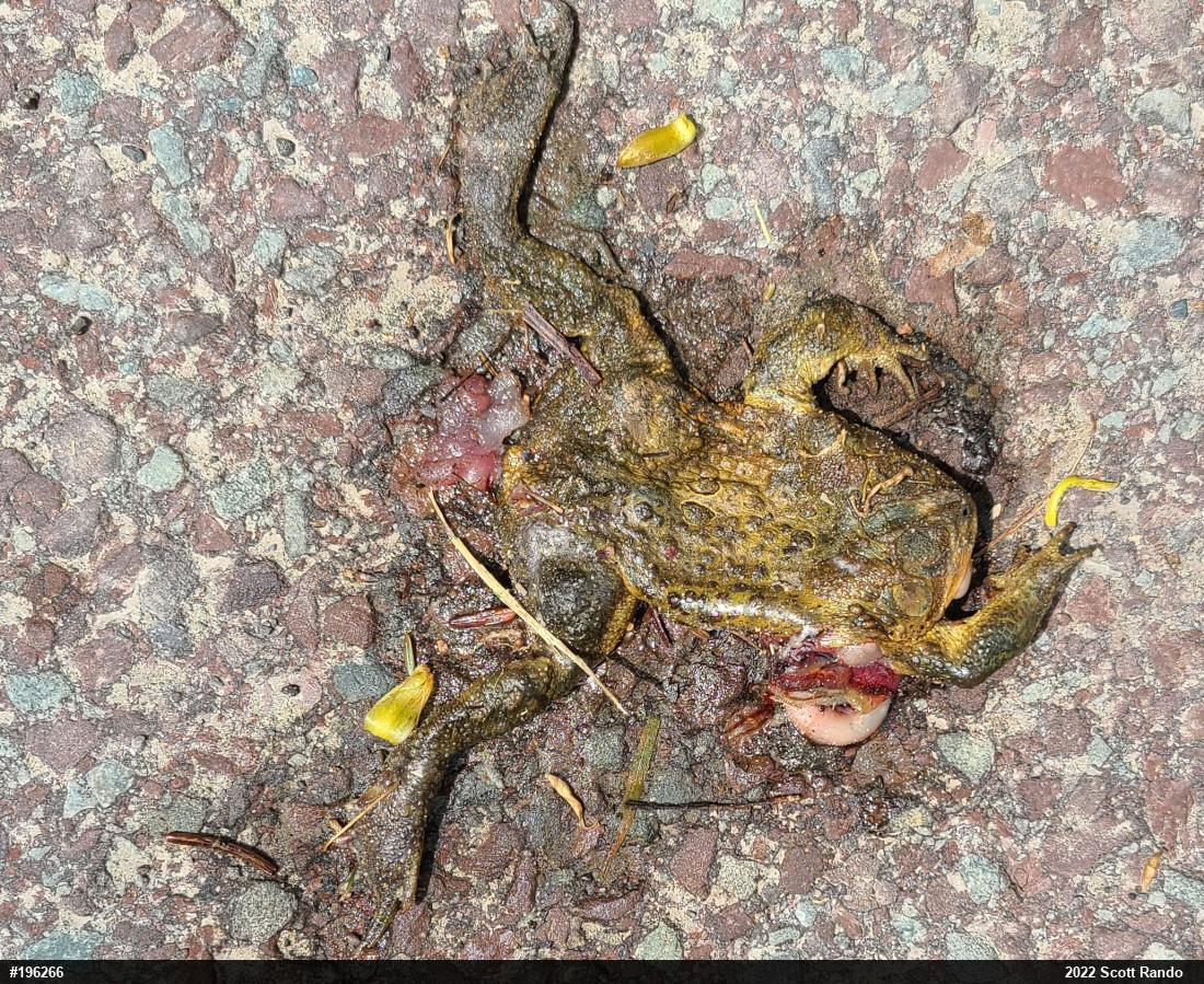 Eastern American Toad