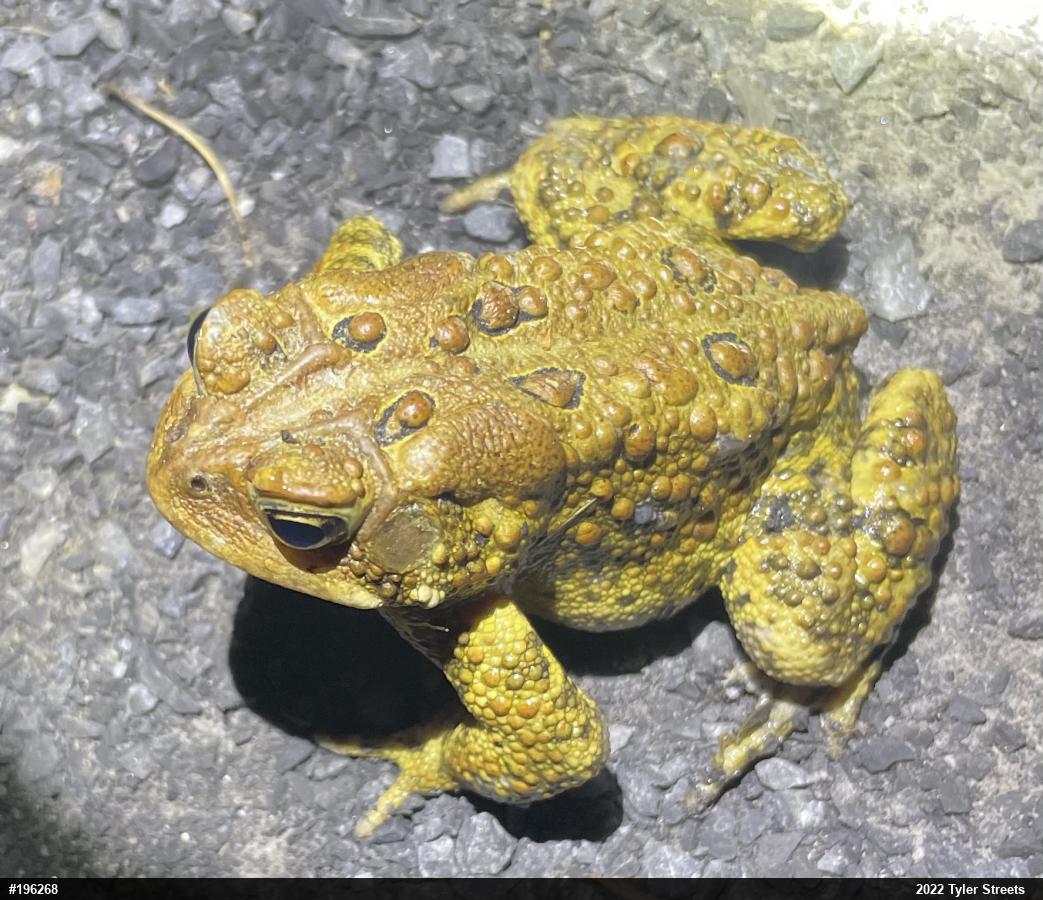 Eastern American Toad