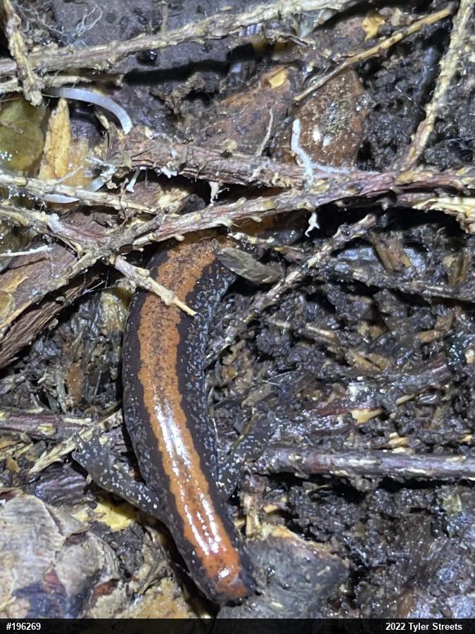 Eastern Red-backed  Salamander