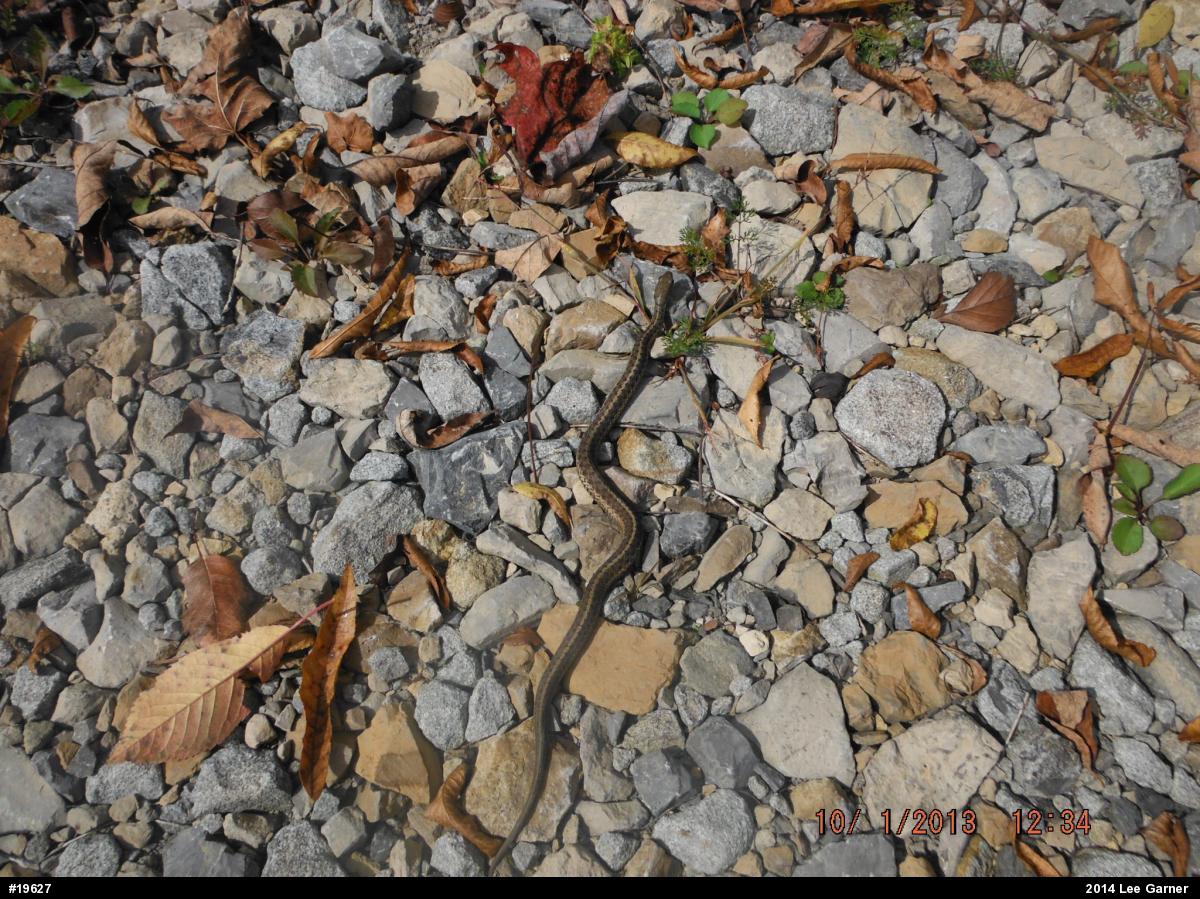 Eastern Gartersnake
