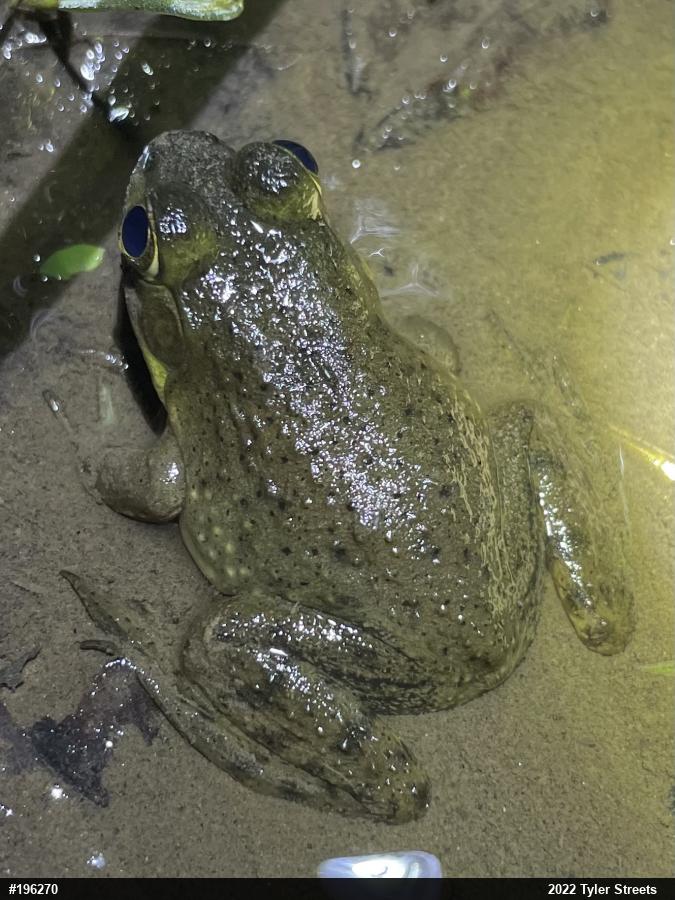 American Bullfrog