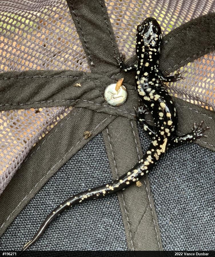 Northern Slimy Salamander