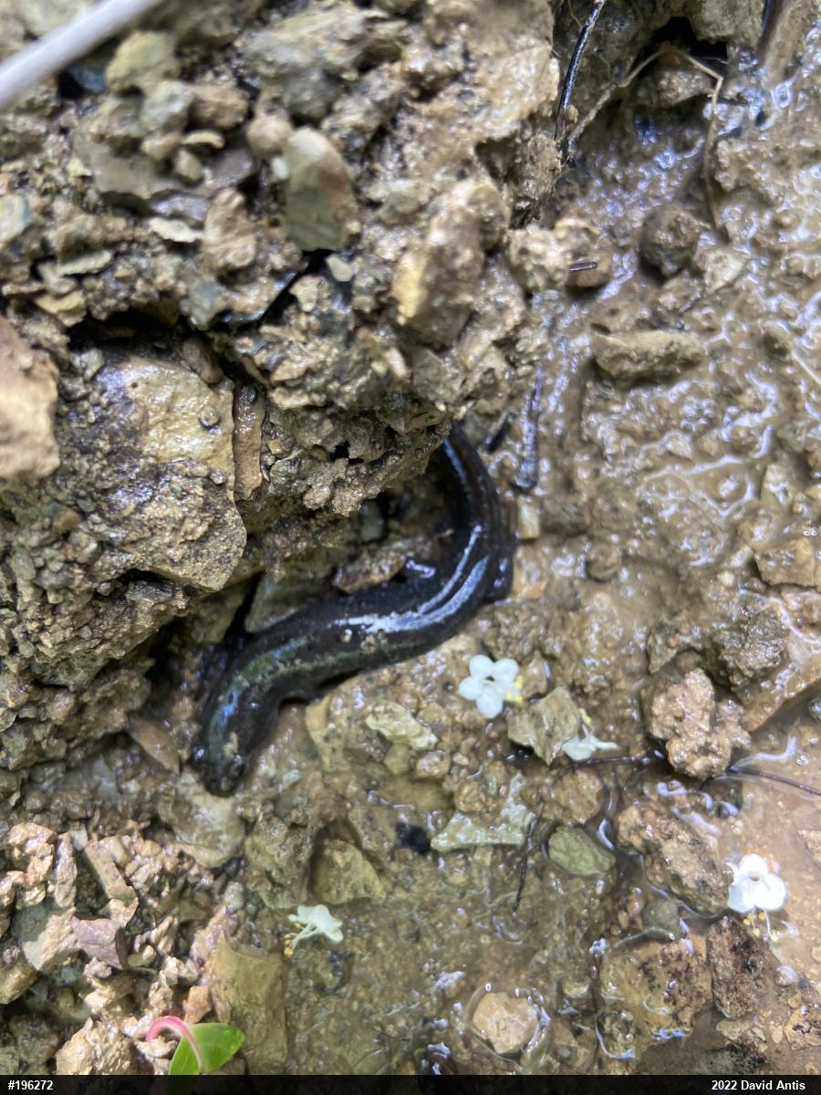 Northern Dusky Salamander