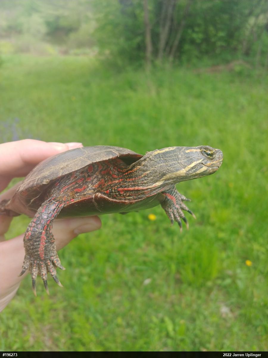 Painted Turtle