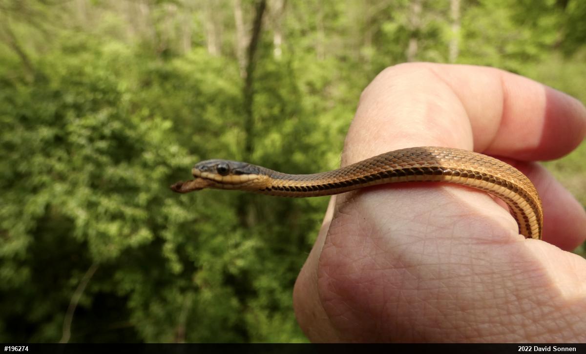 Queensnake