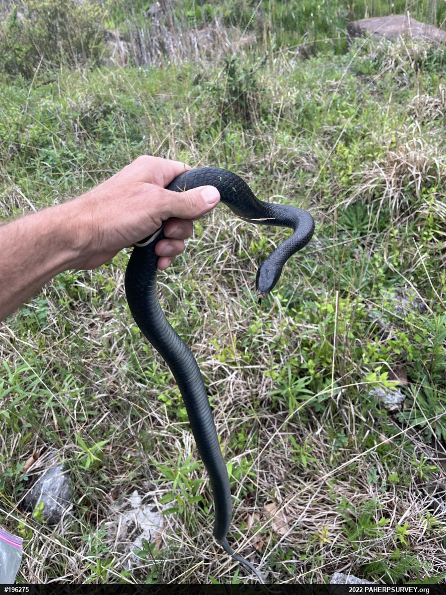 Northern Black Racer