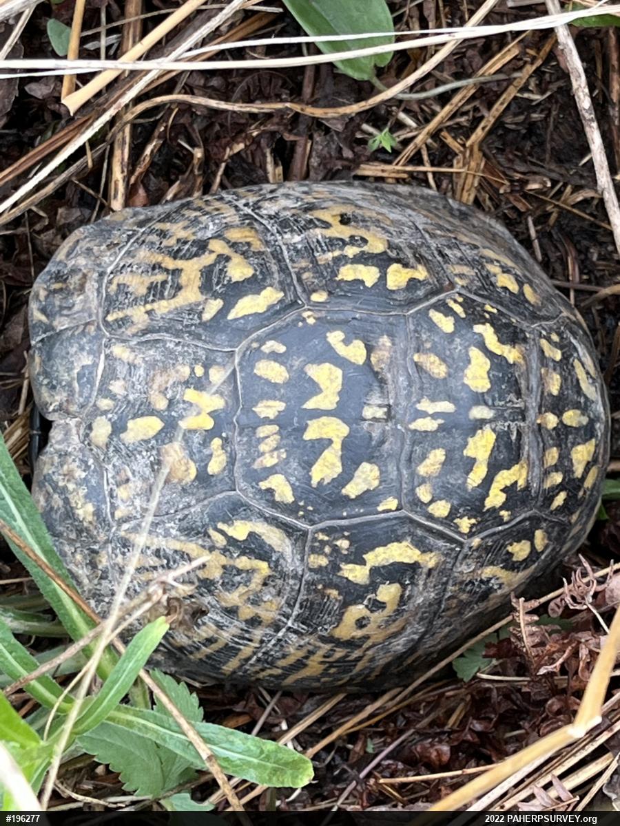 Eastern Box Turtle