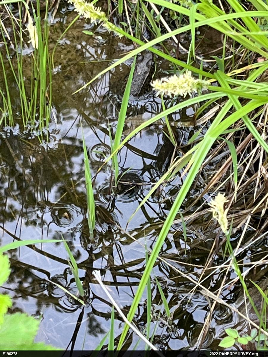 Green Frog