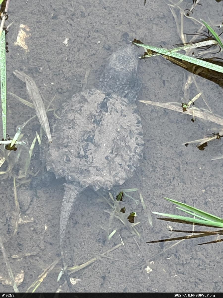 Snapping Turtle