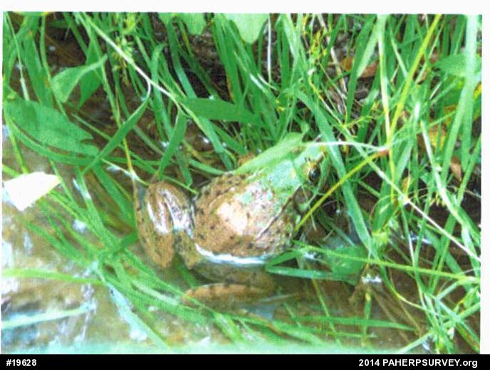 Green Frog