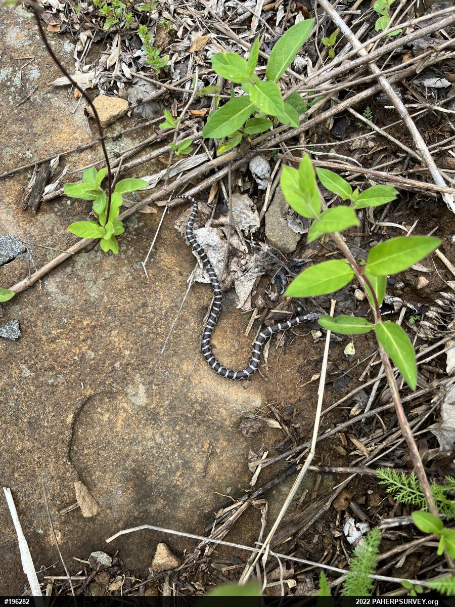 Eastern Milksnake