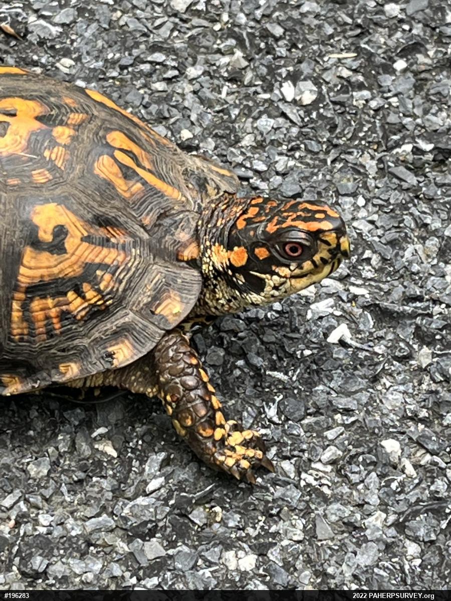 Eastern Box Turtle