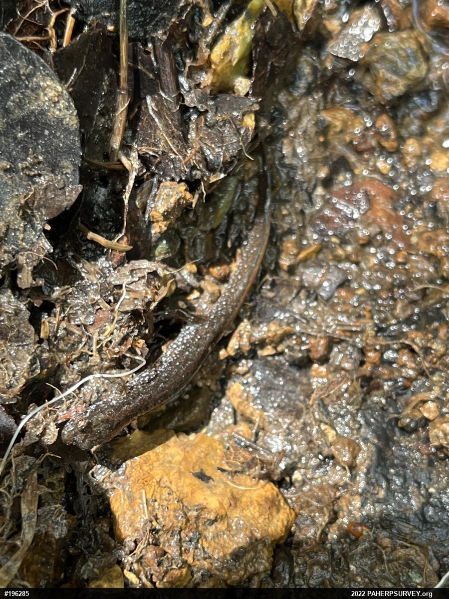 Northern Dusky Salamander