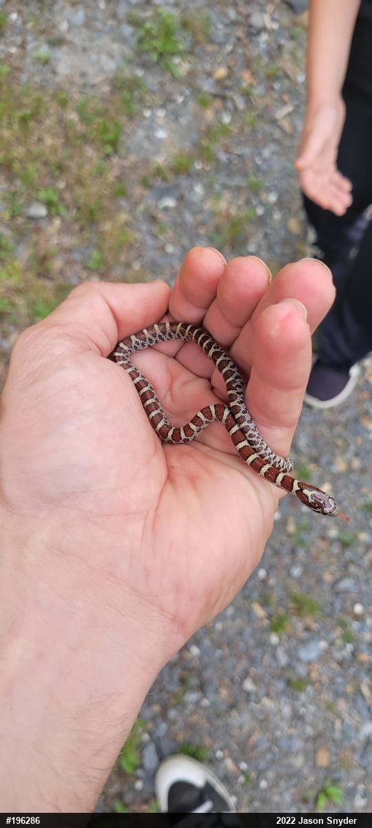 Eastern Milksnake