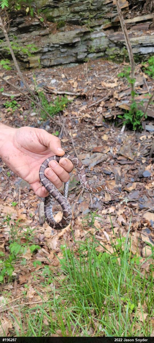 Eastern Milksnake