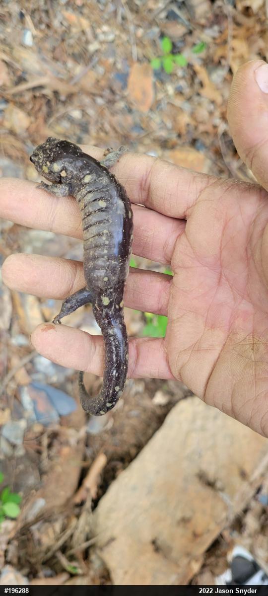 Spotted Salamander