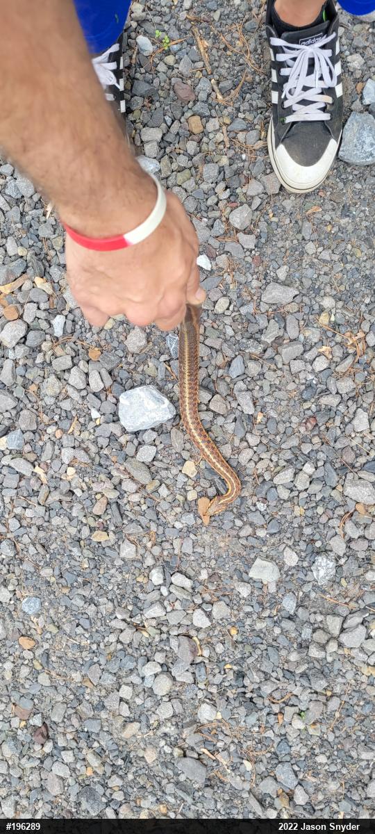 Eastern Gartersnake