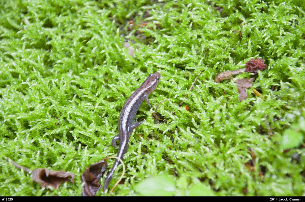 Allegheny Mountain Dusky Salamander