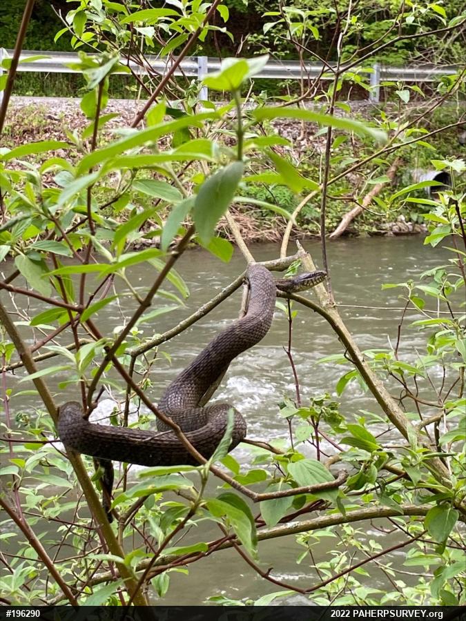 Northern Watersnake
