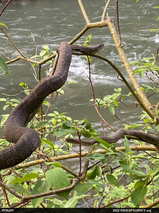 Northern Watersnake