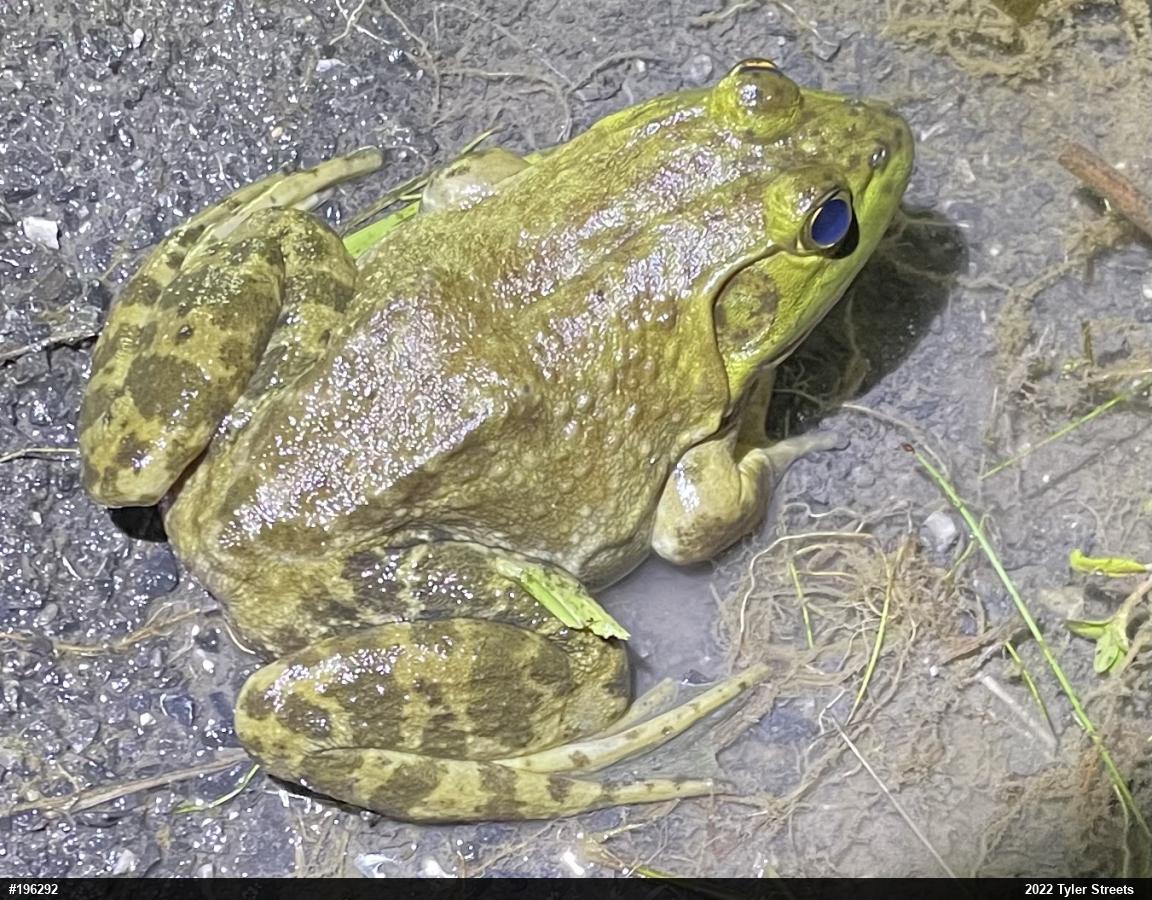 American Bullfrog