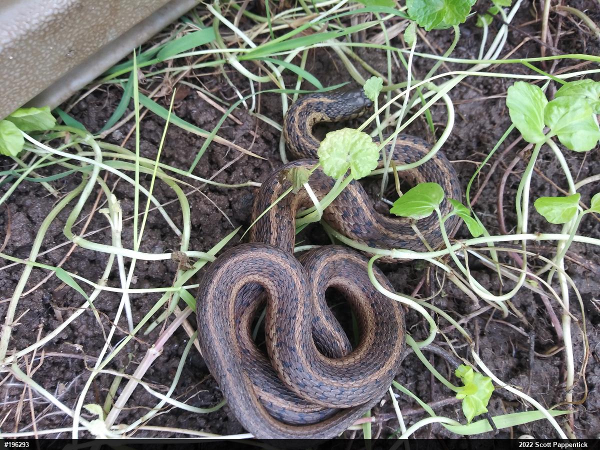 Eastern Gartersnake