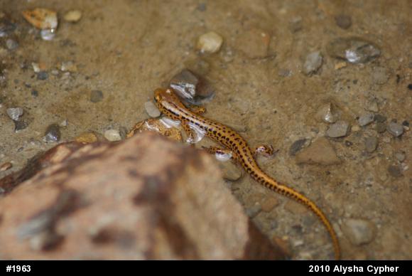 Eastern Long-tailed Salamander