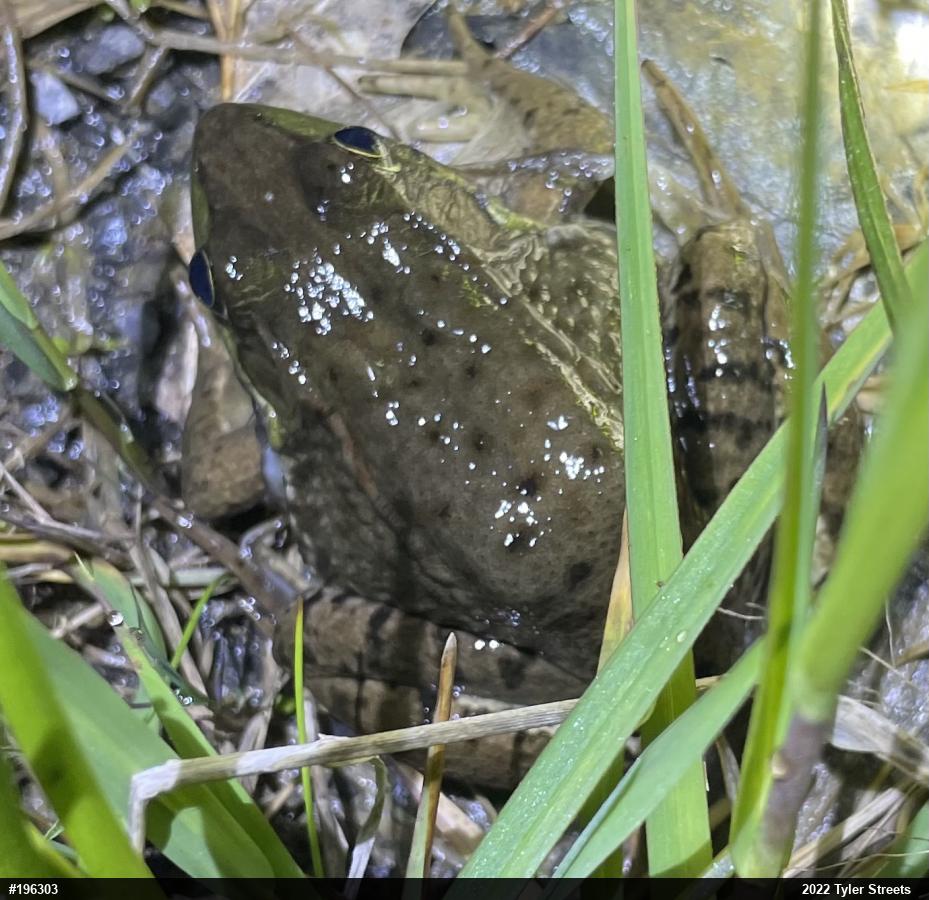 Green Frog