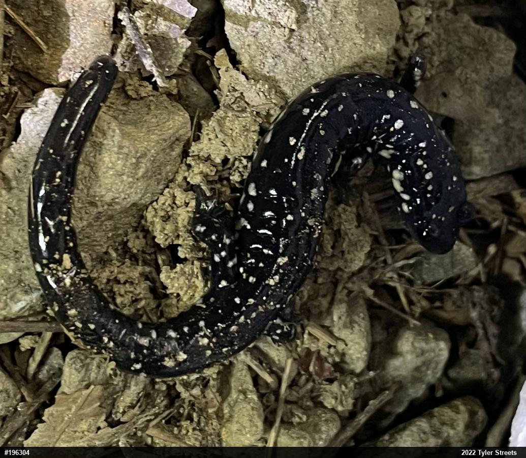 Northern Slimy Salamander