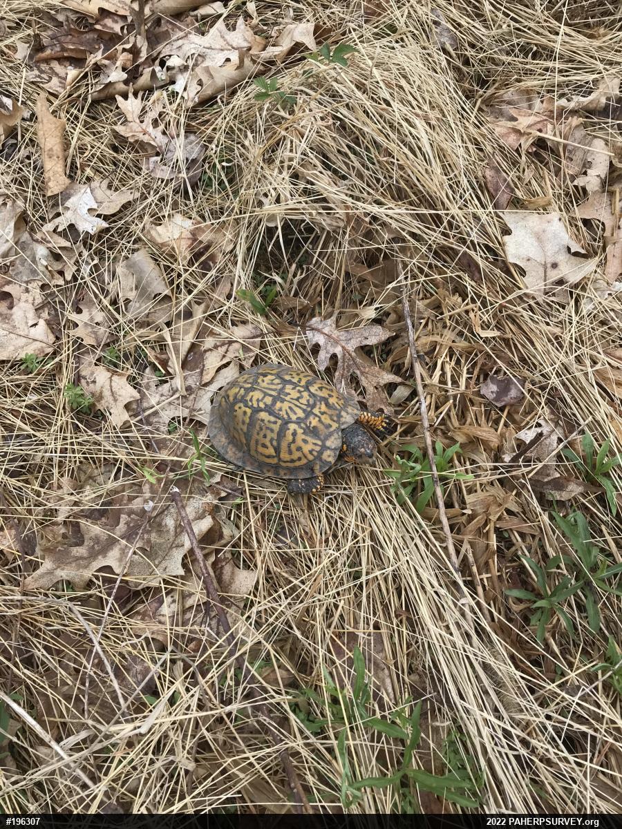 Eastern Box Turtle