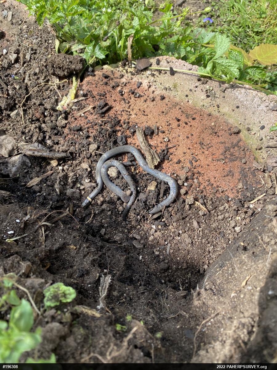 Northern Ring-necked Snake
