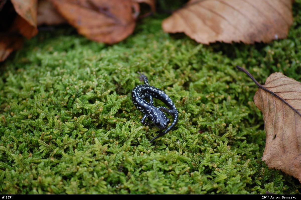 Northern Slimy Salamander