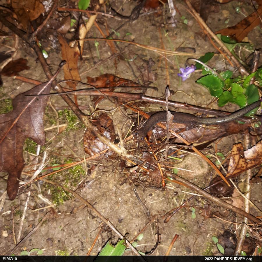 Valley And Ridge Salamander