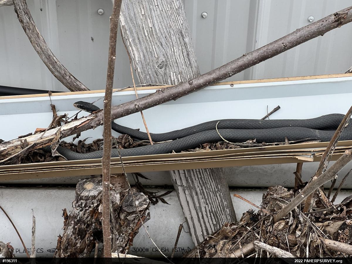 Northern Black Racer