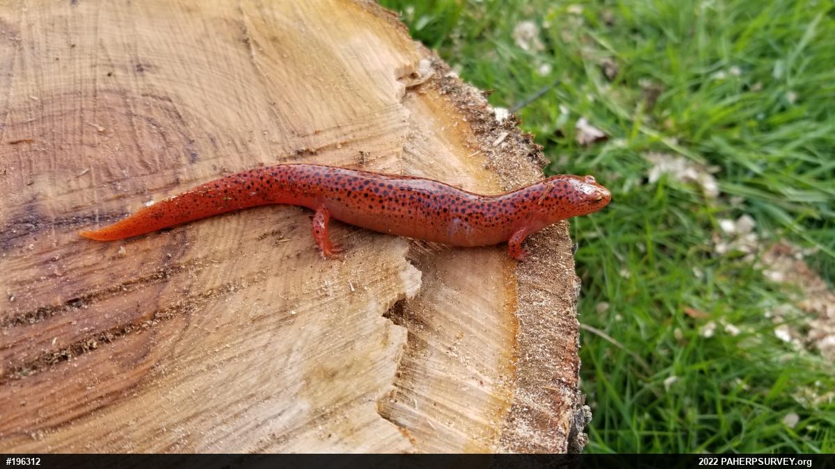 Northern Red Salamander