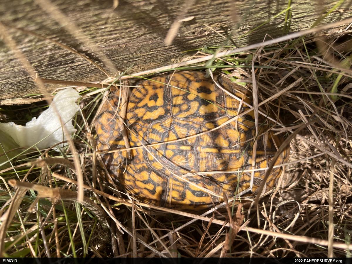 Eastern Box Turtle