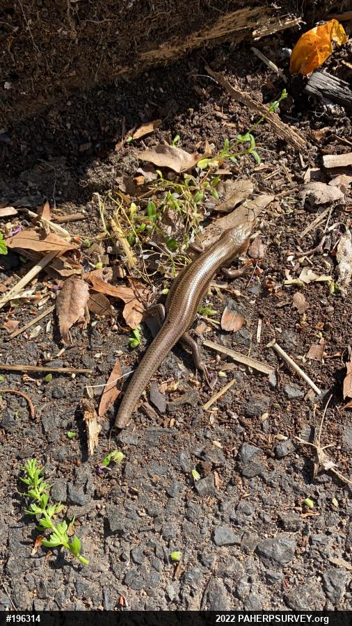Common Five-lined Skink