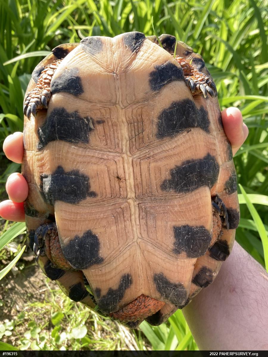 Wood Turtle