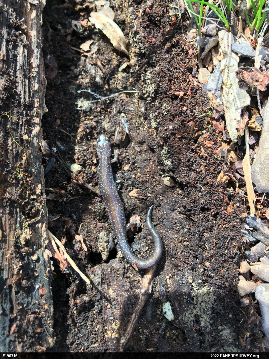 Eastern Red-backed  Salamander