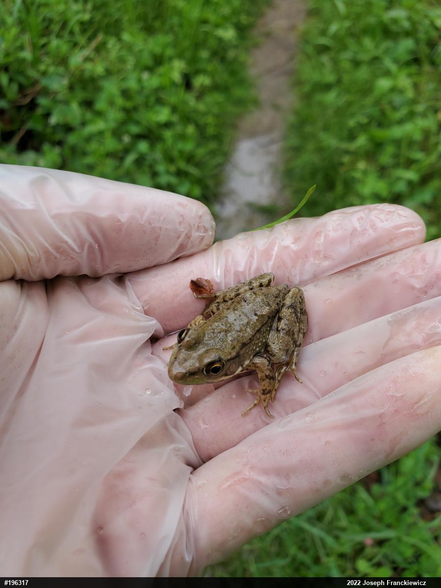 Green Frog
