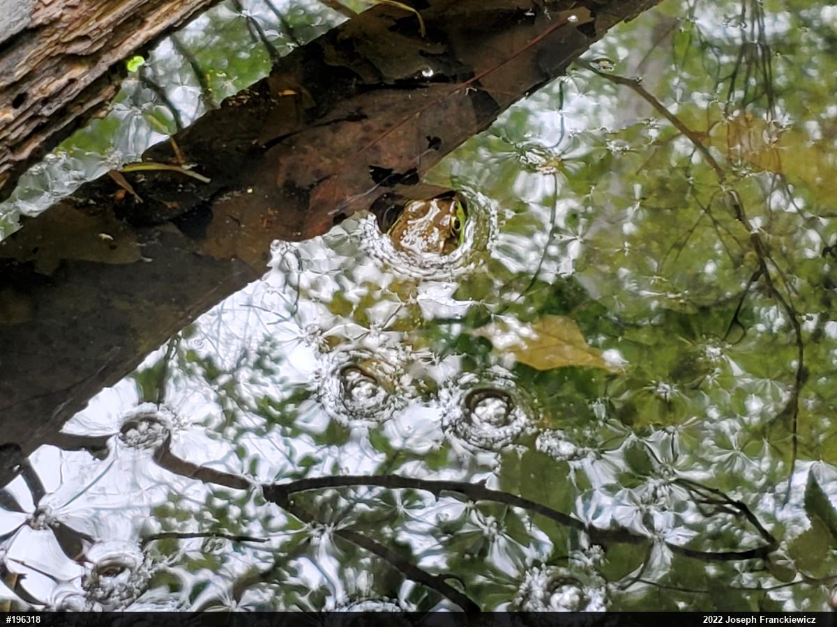 Green Frog