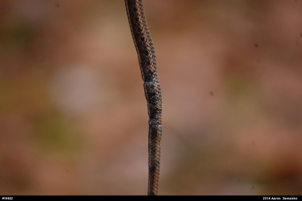Eastern Gartersnake