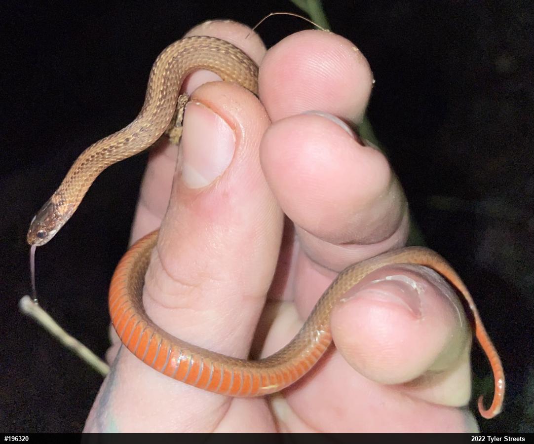 Red-bellied Snake