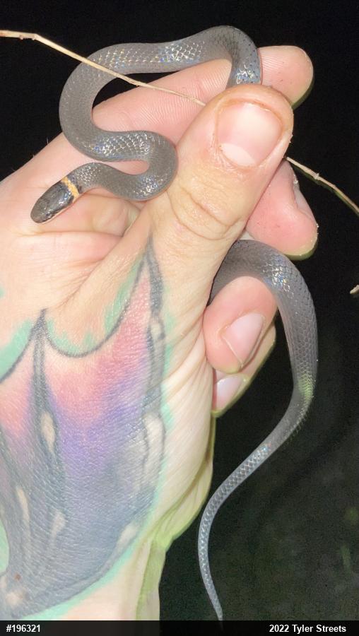 Northern Ring-necked Snake