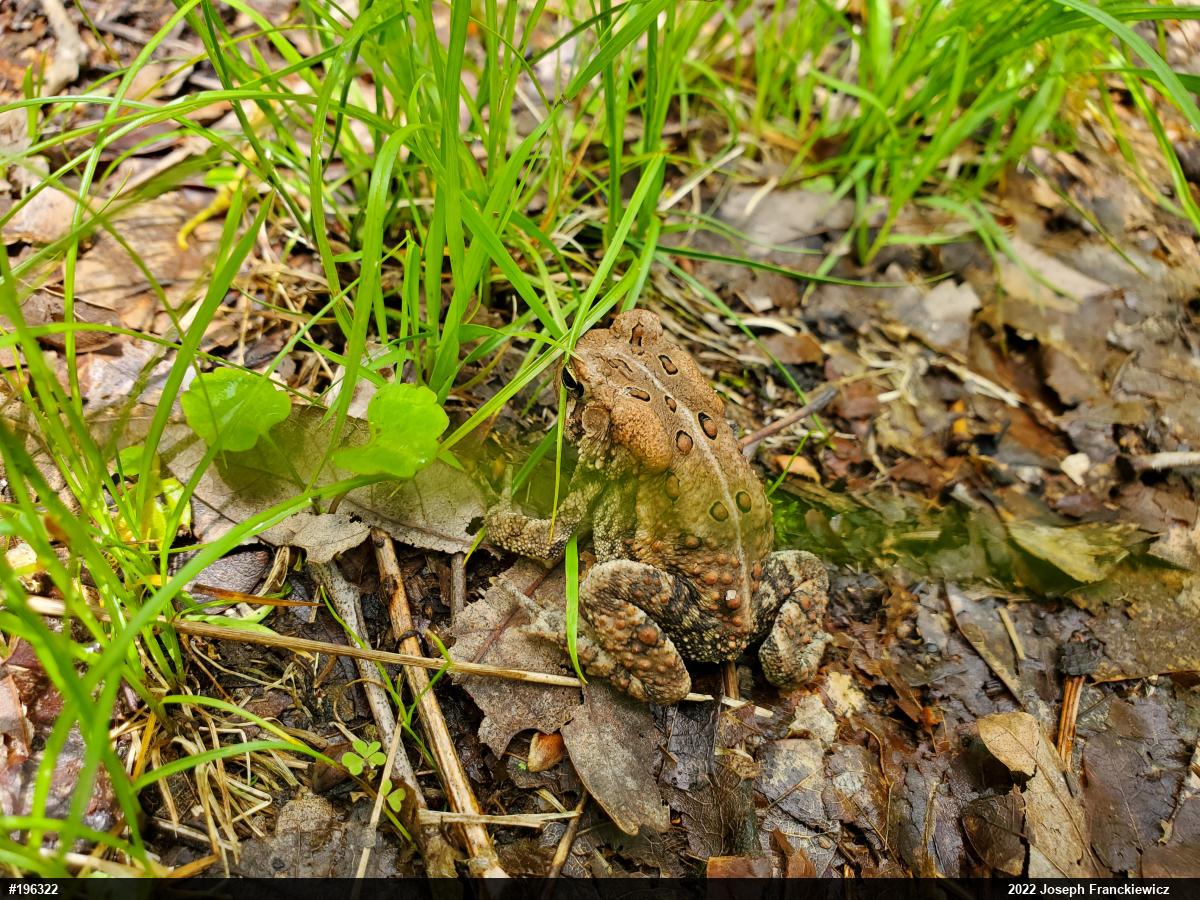Eastern American Toad